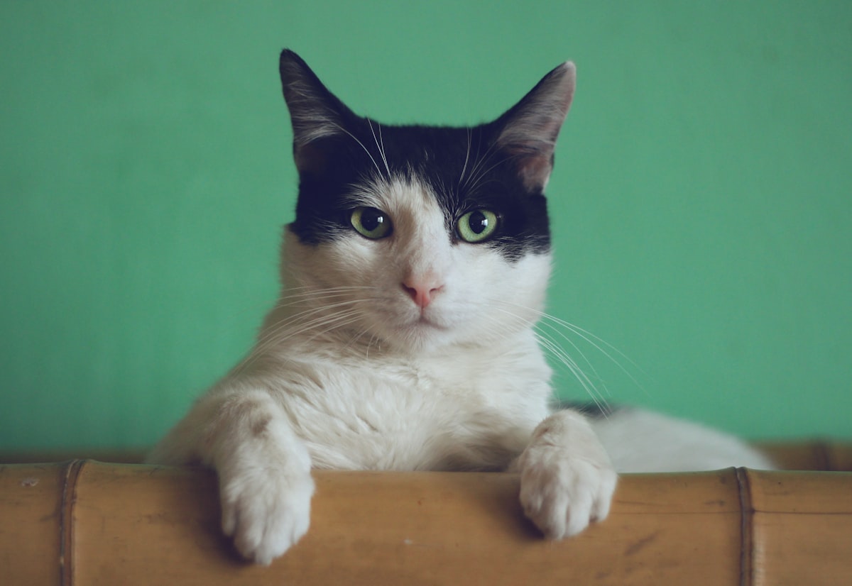 Mejor Comida para Gatos Esterilizados: Guía Completa 2026
